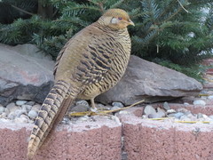 Golden Pheasant photo 5
