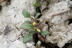 Phacelia lutea lutea