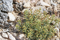 Lepidium ostleri