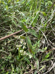 Tripogandra serrulata