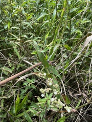 Tripogandra serrulata