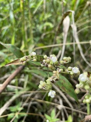 Tripogandra serrulata