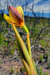 Bobartia gladiata