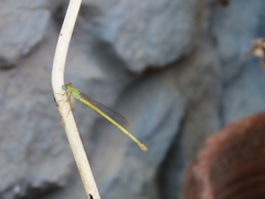 Ceriagrion coromandelianum