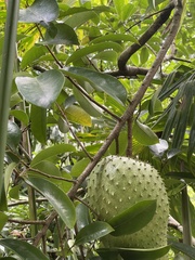 Annona muricata image