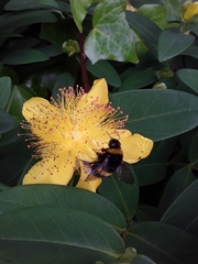 Bombus terrestris
