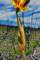 Bobartia gladiata