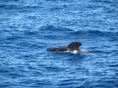 Globicephala