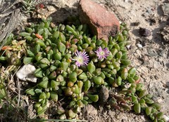 Disphyma dunsdonii