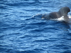 Globicephala