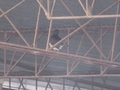 Turdus ignobilis debilis