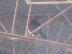 Turdus ignobilis debilis