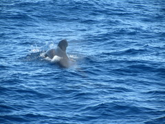 Globicephala