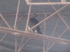 Turdus ignobilis debilis