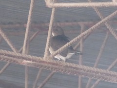 Turdus ignobilis debilis