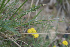Astragalus conjunctus