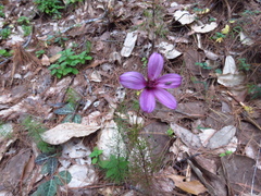 Cosmos carvifolius