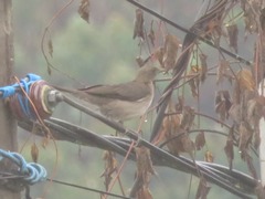 Turdus ignobilis debilis