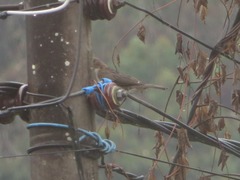 Turdus ignobilis debilis