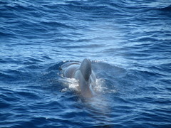 Globicephala