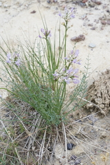 Astragalus conjunctus
