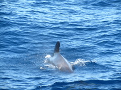 Globicephala
