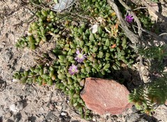 Disphyma dunsdonii