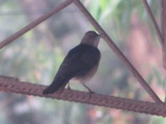 Turdus ignobilis debilis