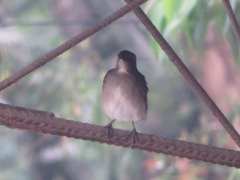 Turdus ignobilis debilis