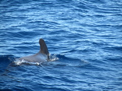 Globicephala