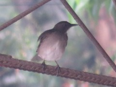 Turdus ignobilis debilis