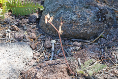Lomatium foeniculaceum fimbriatum
