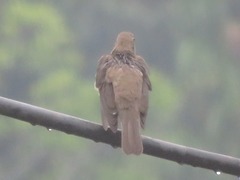 Turdus ignobilis debilis