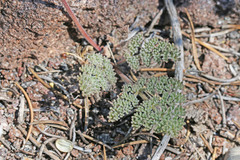 Lomatium foeniculaceum fimbriatum