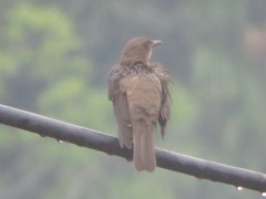 Turdus ignobilis debilis
