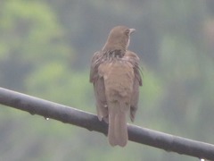 Turdus ignobilis debilis