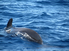 Globicephala