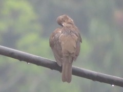 Turdus ignobilis debilis