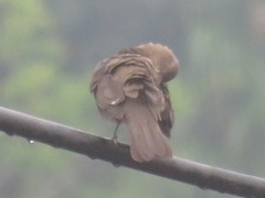 Turdus ignobilis debilis