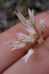 Allium tolmiei