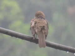 Turdus ignobilis debilis