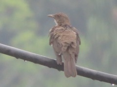 Turdus ignobilis debilis