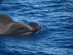 Globicephala
