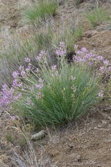 Astragalus conjunctus