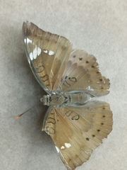 Euthalia aconthea