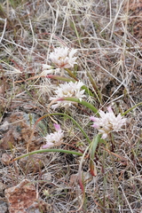 Allium tolmiei