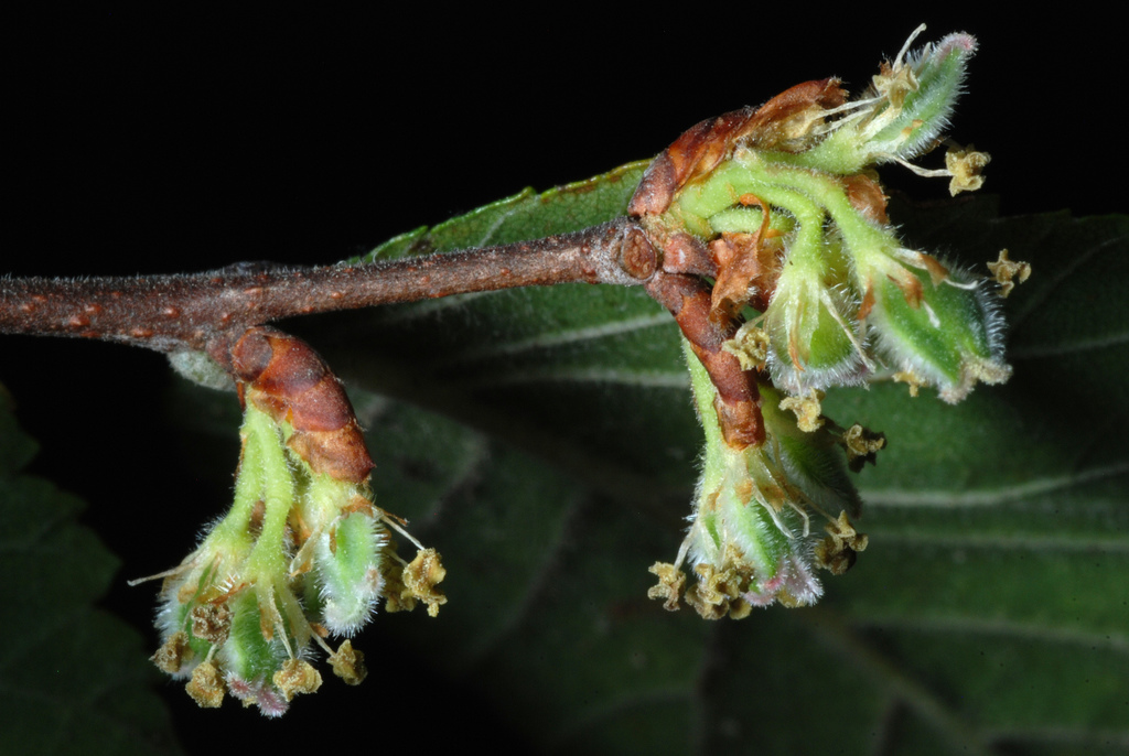 Cedar elm (Ulmus crassifolia)