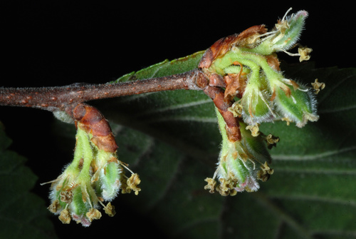 Cedar elm (Ulmus crassifolia)