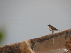 Actitis macularius
