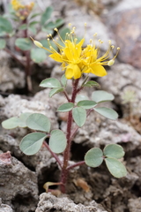 Cleomella platycarpa